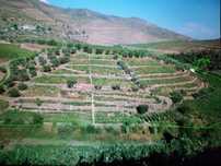 Quinta ou Casa com terreno Vinhas e Oliveiras