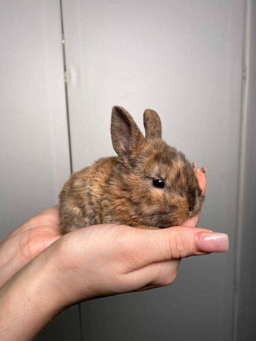 нереальні пухнастики ручні карликові міні кролики королівські породи