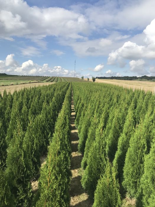 Thuja tuja szmaragd kopana z gruntu 60-170cm