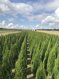 Thuja tuja szmaragd kopana z gruntu 60-200cm