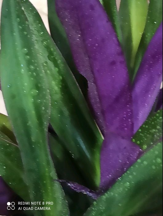 Кімнатні рослини квіти кімнатні цветы комнатные растения комнатные