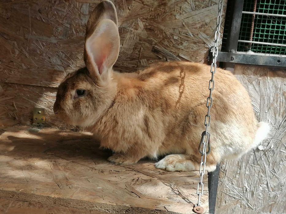 srokacz niemiecki samica hawana czarna niebieska