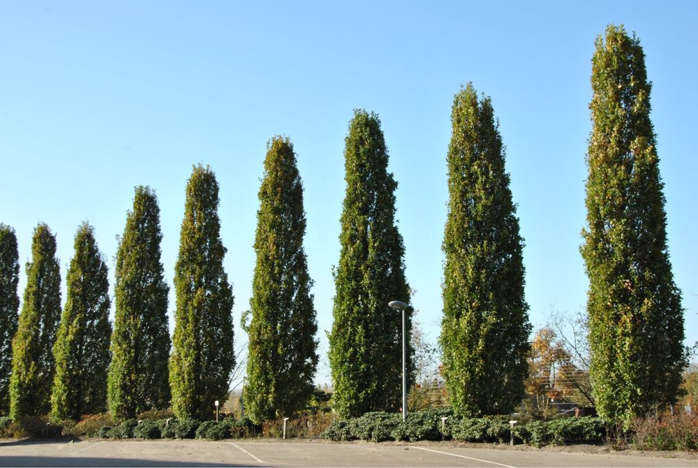 Dąb szypułkowy ’ Fastigiate Koster ’ Quercus fastigiata