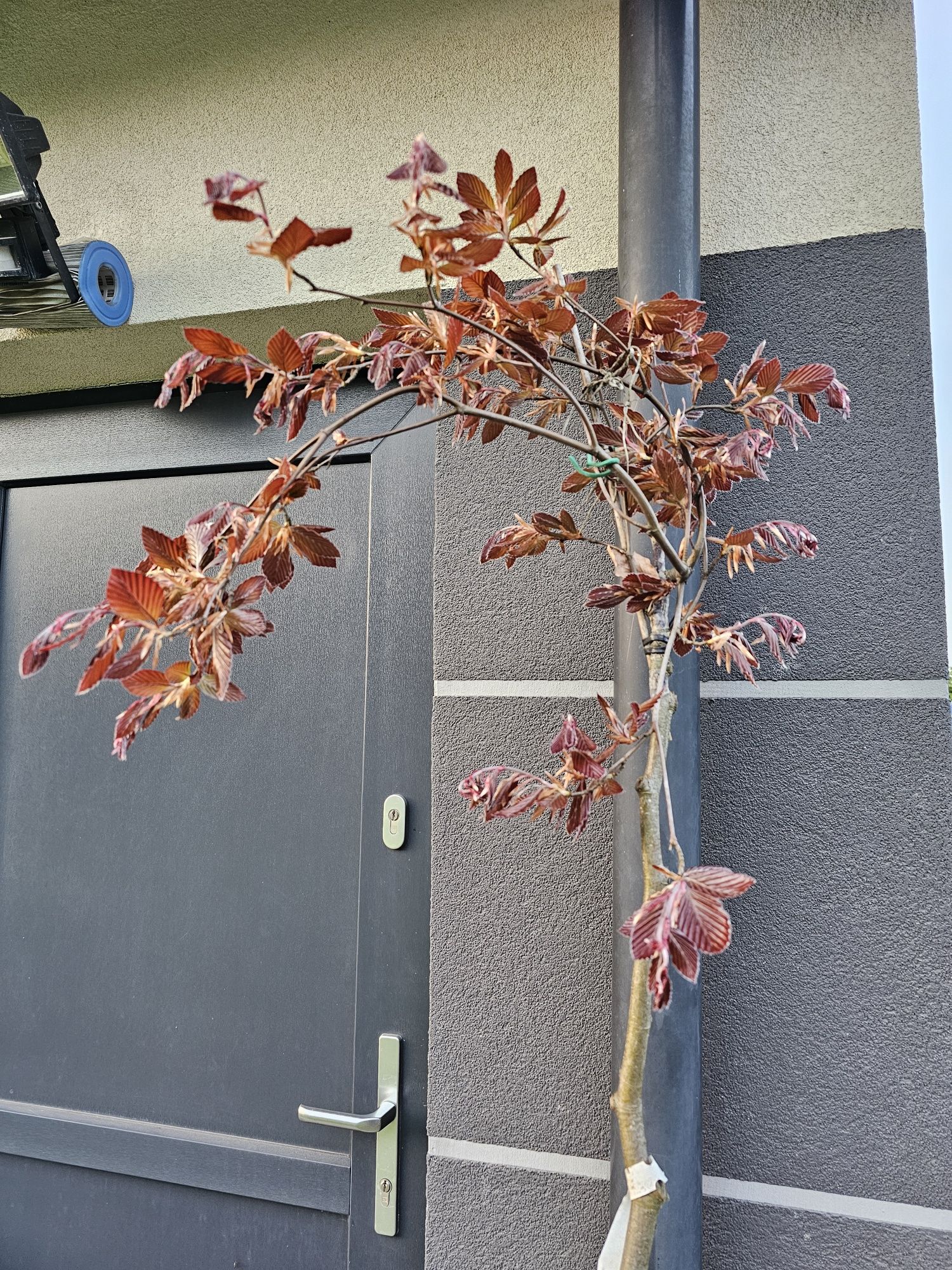 Buk szczepiony Purpurea Pendula- parasol 175 cm