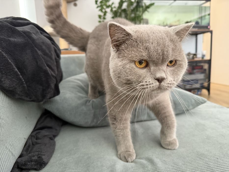 Scotish straight MACHO para acasalar