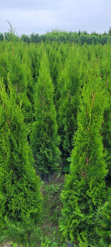 Tuja Smaragd 140 cm brabant 100 laurowiśnia 80 szmaragd inowrocław