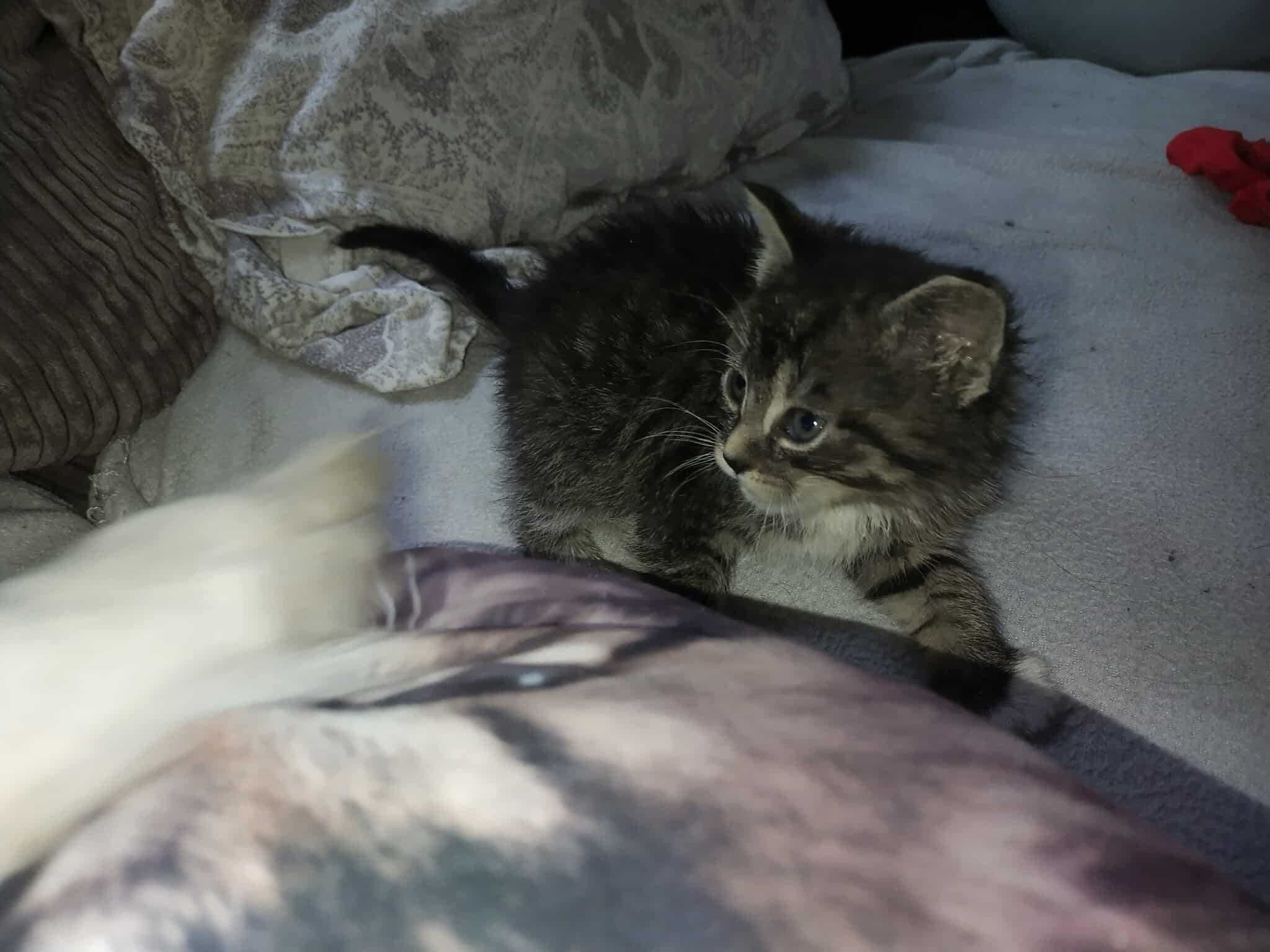 Kocurek do adopcji
