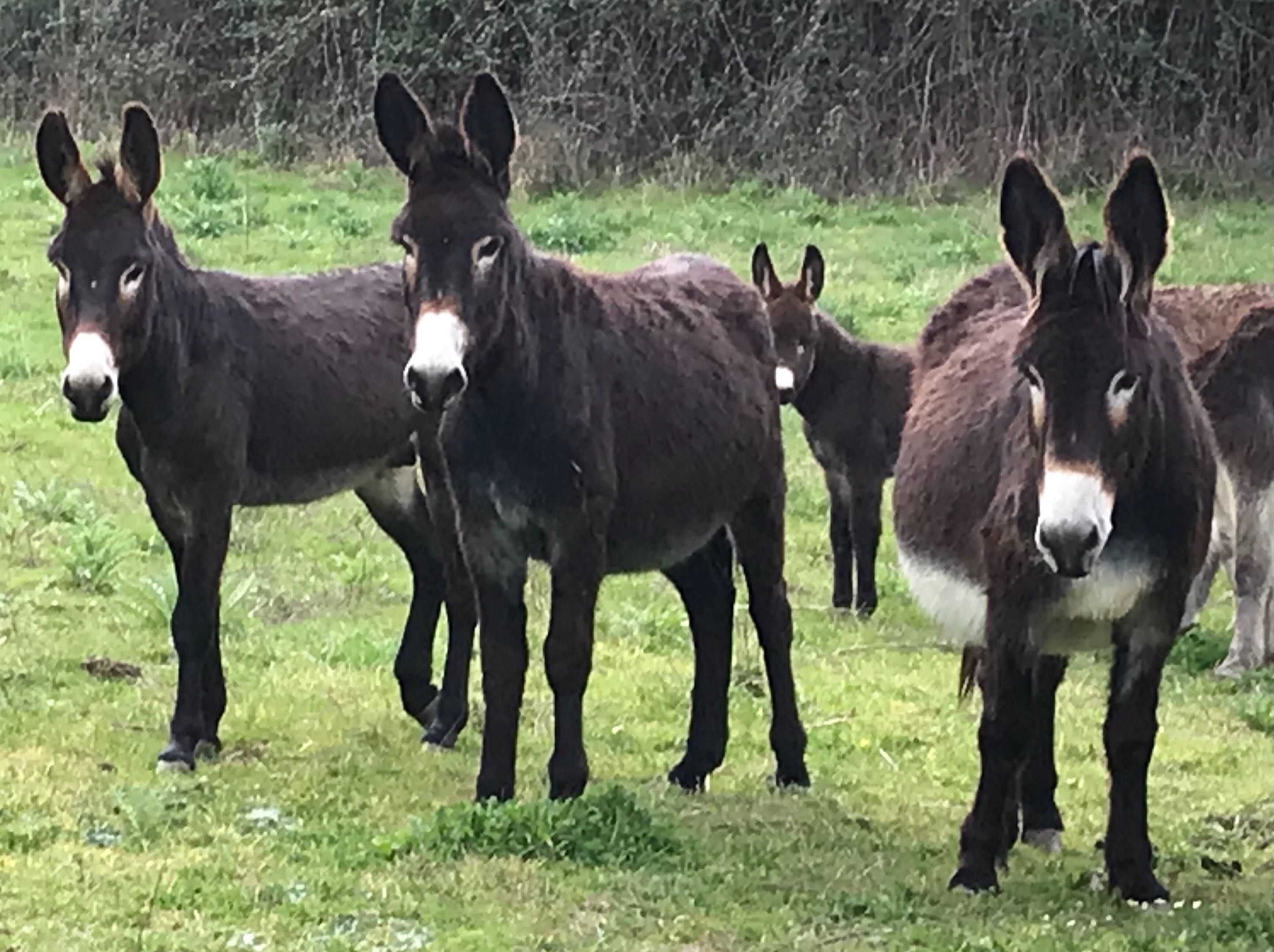 Burros e burras castanhos brancos e cinzas