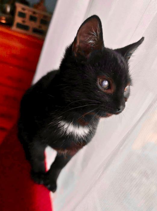 Cudowny Nikoś błaga o dom ...