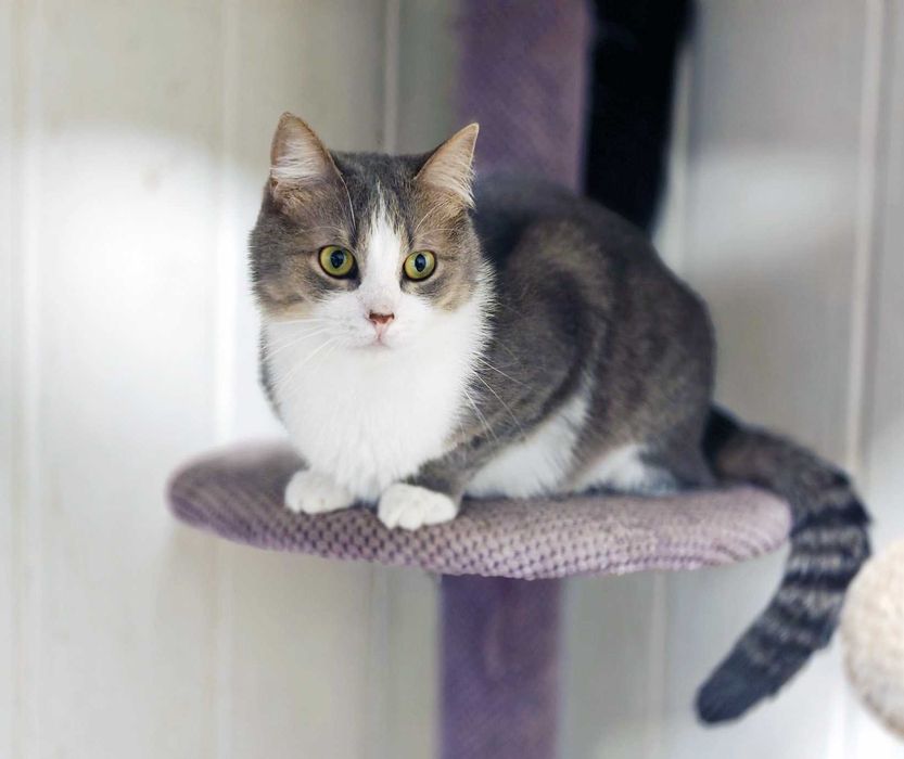 Лагідна кицюня Доллі 1рік шукає дім! кішка, сріблясто-біла, кошеня кіт