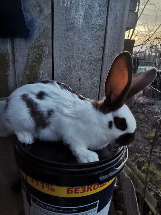 Кролі кролики строкач