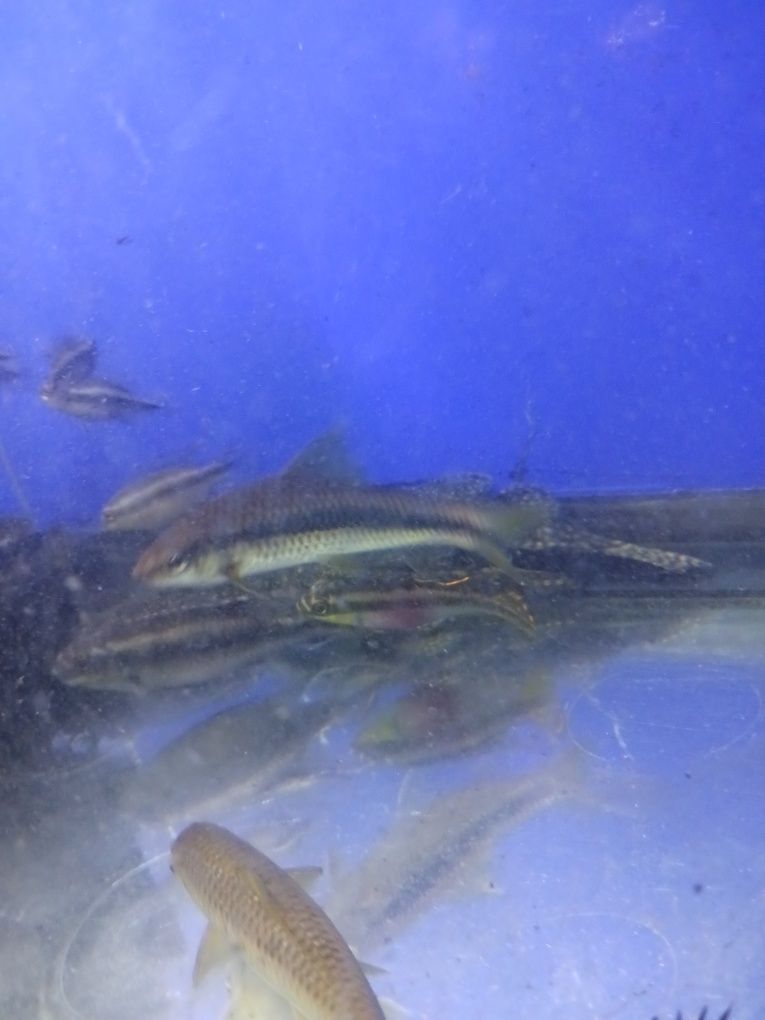 Kribensis juvenis e adultos