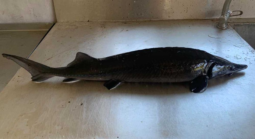 Jesiotr Syberyjski, żywy