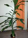 Dracena wonna kwiat