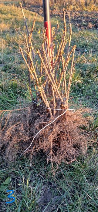 Sadzonki porzeczki porzeczka czerwona Jonkheer van Tets !