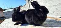 Кролики пород Новозеланці чорні, Полтавське срібло,Каліфорнія
