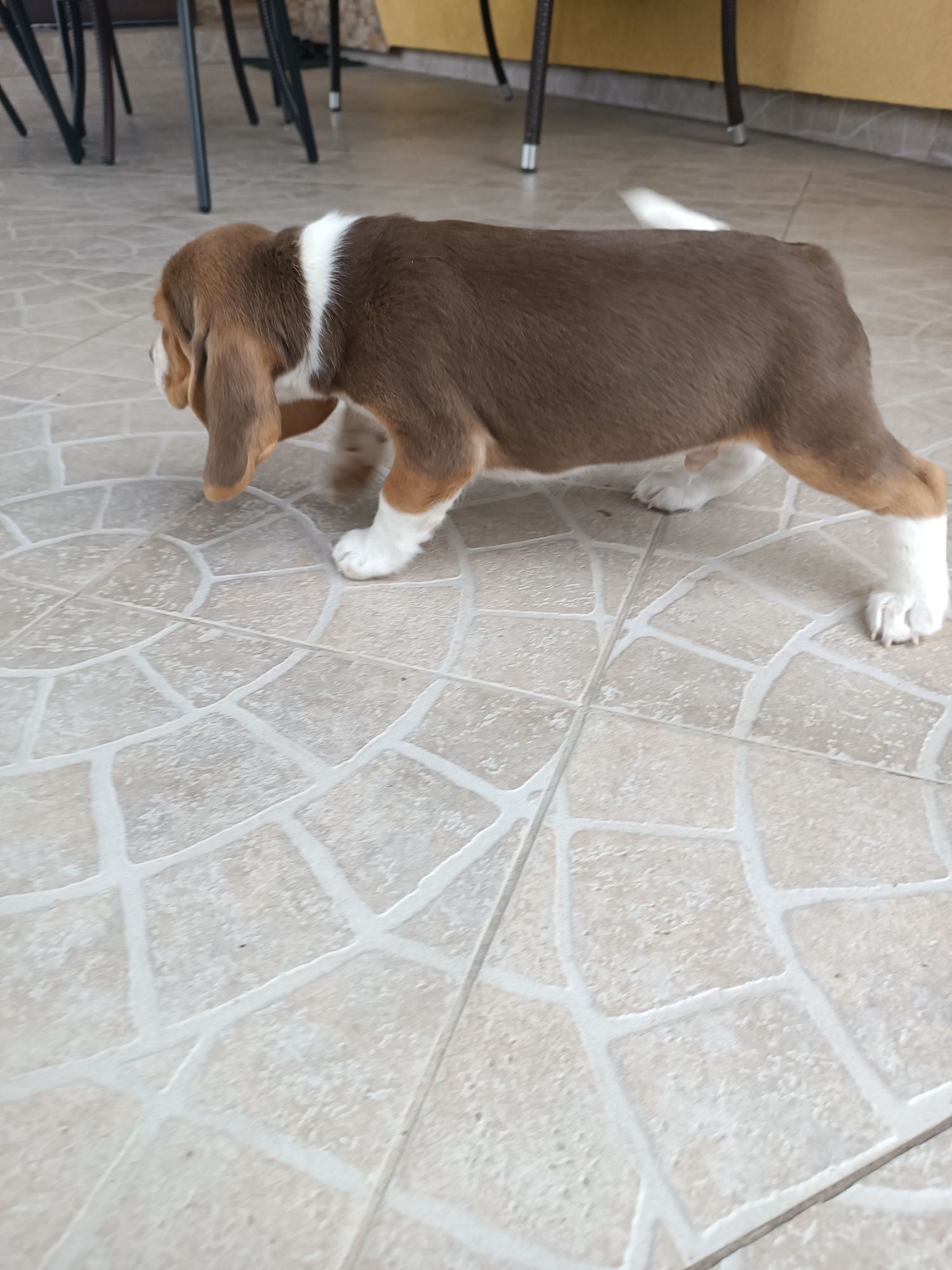 Szczeniak Beagl ( chłopca)