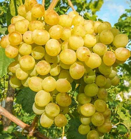 Саджанці винограду Ізабелла, Лідія, Конкорд, саженцы виноград белый
