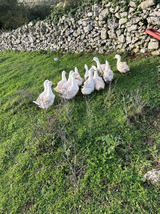 Patos criados em ar livre/ torco por outros animais !
