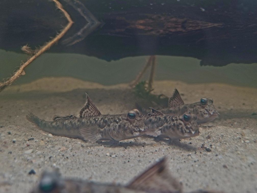 Poskoczek mułowy/ mułoskoczki (ryby) Periophthalmus chrysospilos