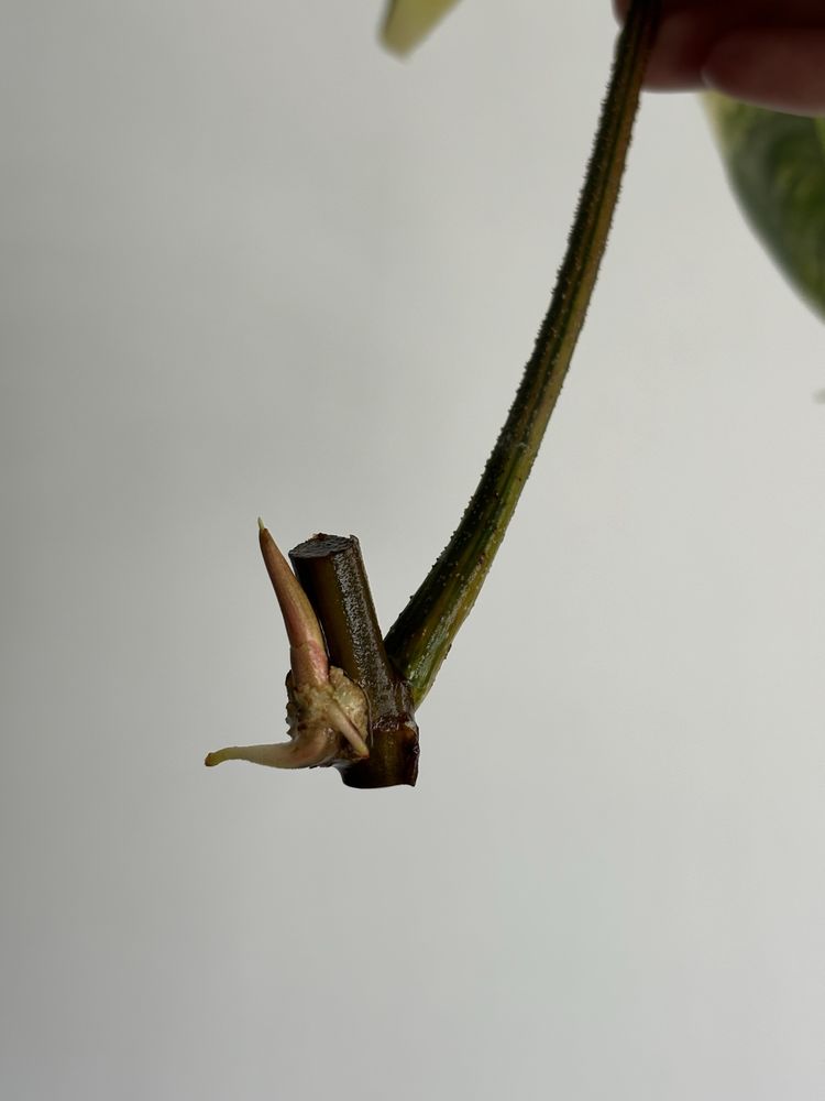 Philodendron Florida Beauty, sadzonki w trakcie ukorzeniania