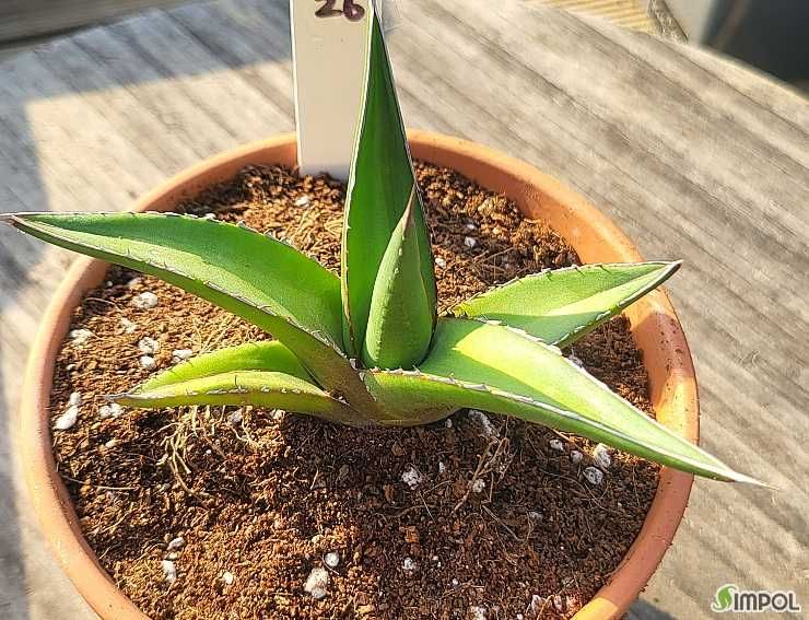 Агава тріангуляріс / Agave triangularis