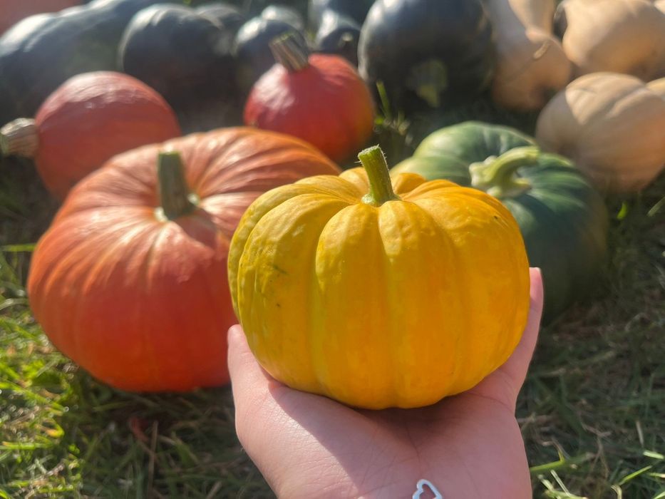 Dynie jadalne, ozdobne (ekologiczne)