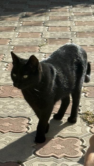 Черный кот ищет дом и любящую семью