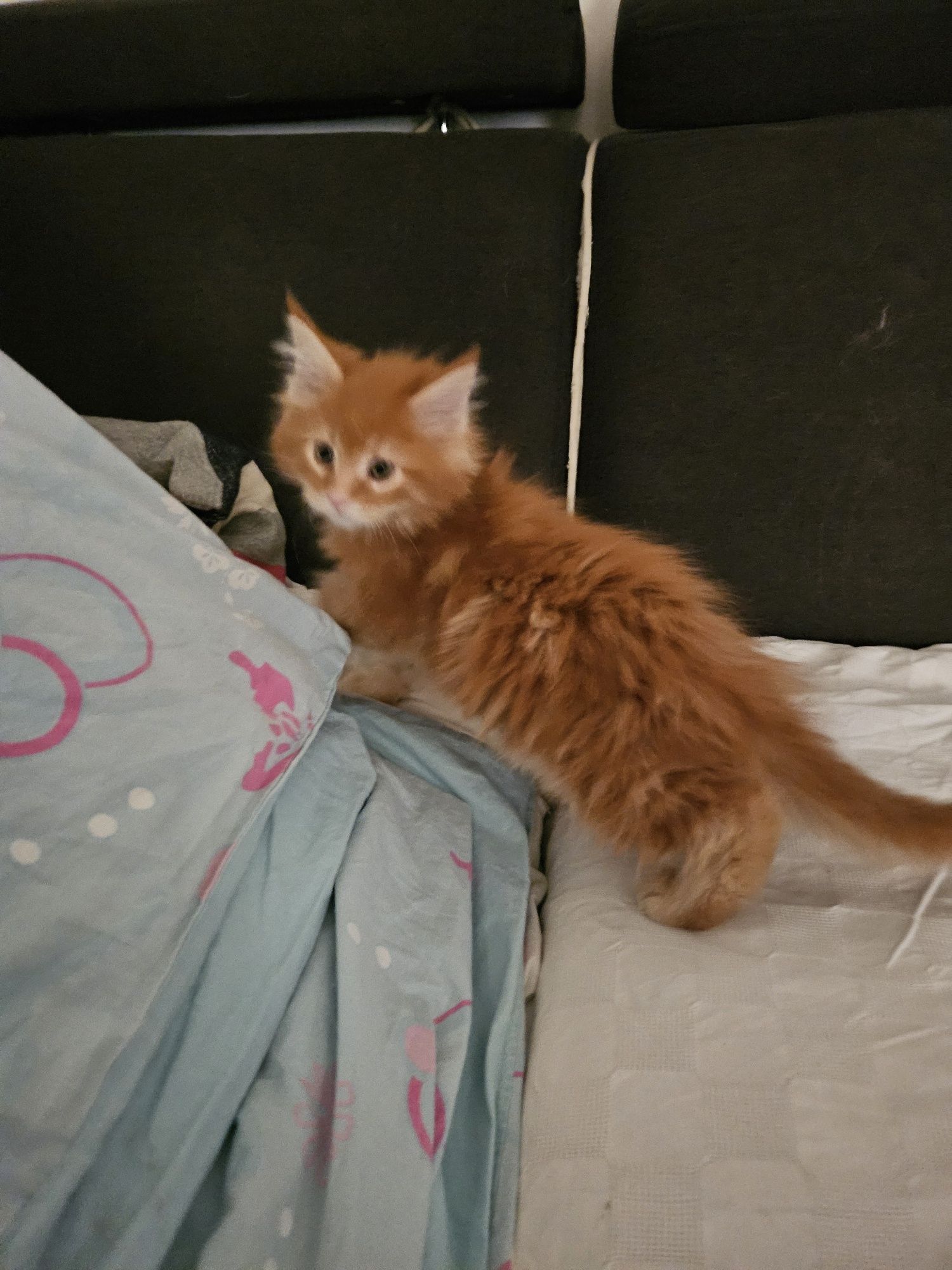 Rudy Kocurek Maine Coon