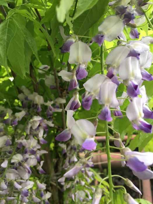 Wisteria z kwiatostanami (glicynia) kwiatnaca
