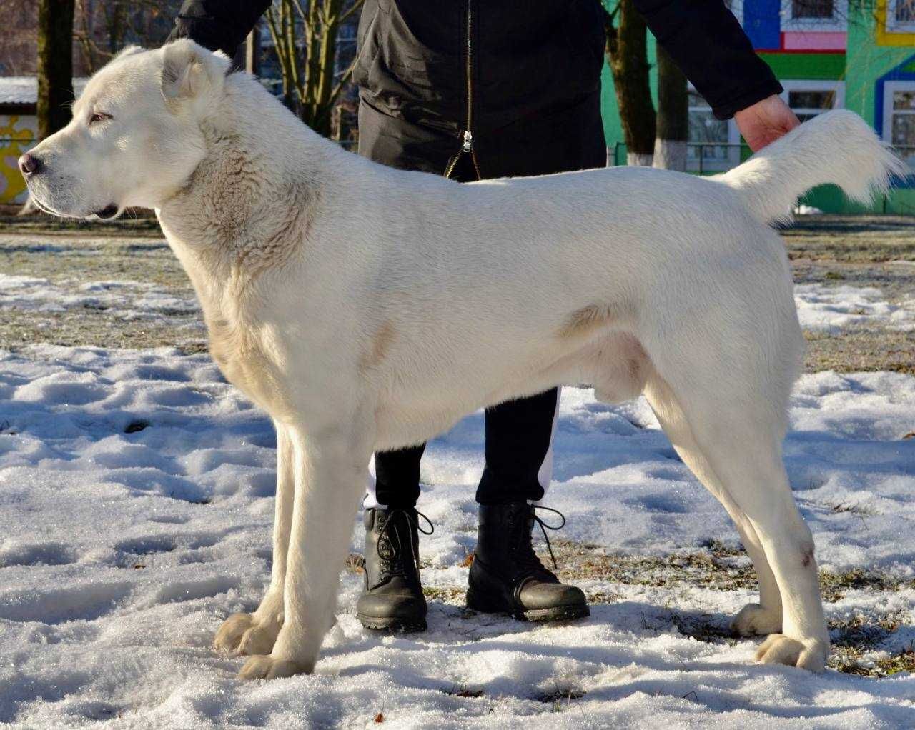 САО для вязки, кобель, алабай, чемпион Украины