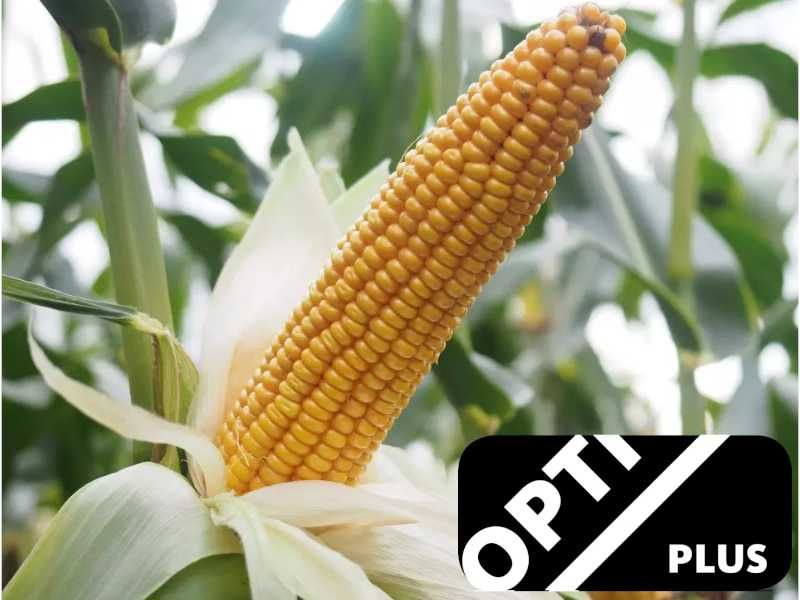 Nasiona kukurydzy Saatbau Garrido Tipico Cassandro Bologna