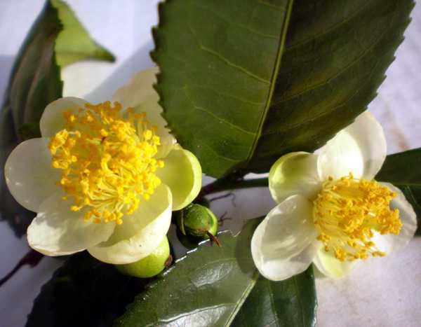 Planta de Chá "Camellia Sinensis"