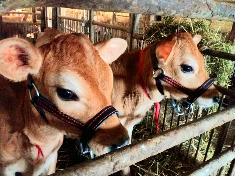 Недоуздок для усмирения теленка  быка джерсейская голштинская абердин