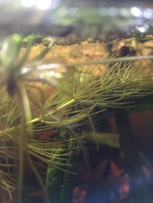 Plantas para aquário