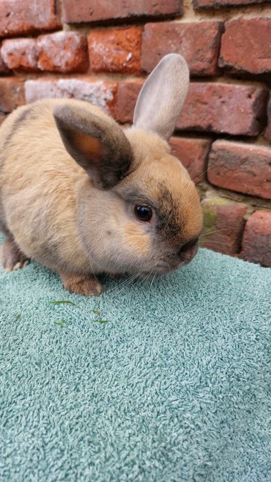 Krolik samczyk samiec kolorowy gladki baranek