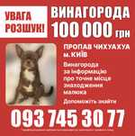 Чихуахуа ПОИСК