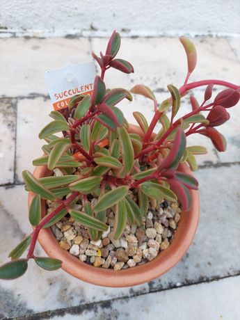 Peperomias plantas suculentas variadas
