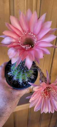 Do kolekcjii hybryda echinopsis