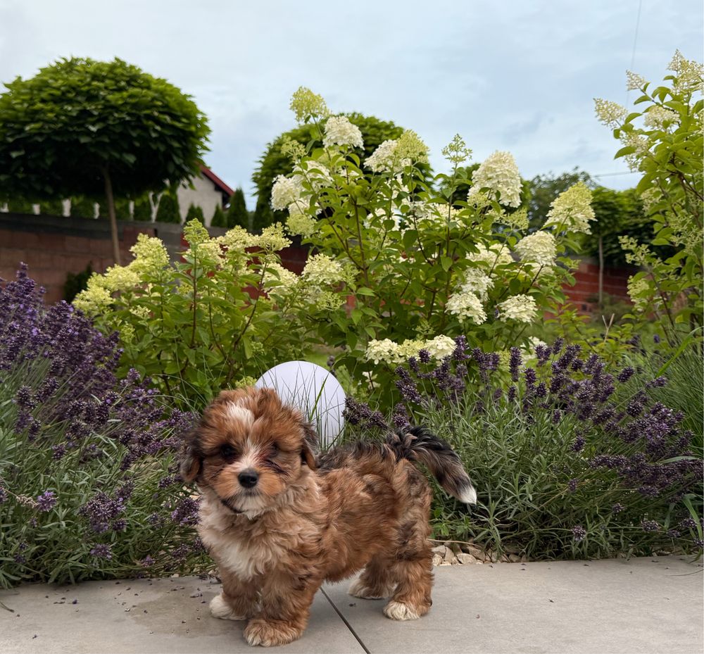 Piękny piesek Red Merle Yorkshire Terrier
