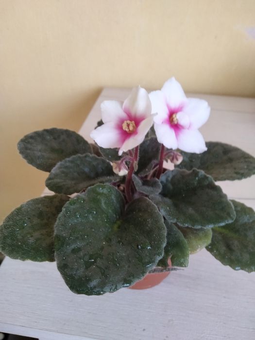 Дві фіалочки і різдяник