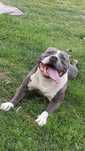 Reproduktor Amstaff-American Staffordshire  Terrier