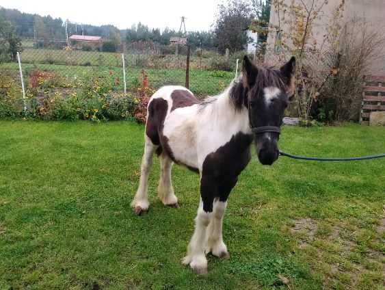 tinker klacz odsadek