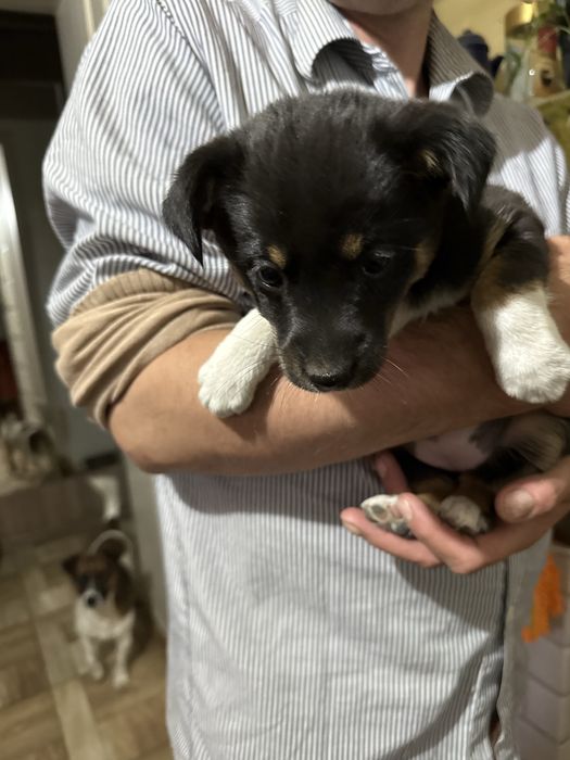 Jack Russell Terrier mieszaniec, Szczeniaki za darmo.