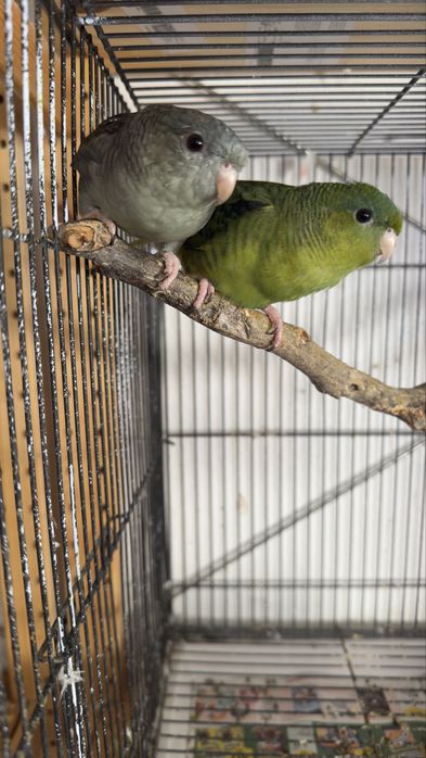 Vendo o meu plantel de aves