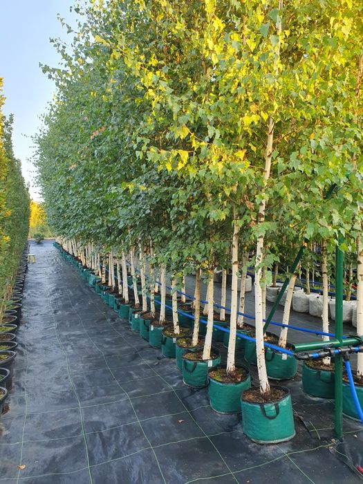 Drzewa alejowe- brzoza, platan, dąb, grab, klon, robinia, jarząb i inn