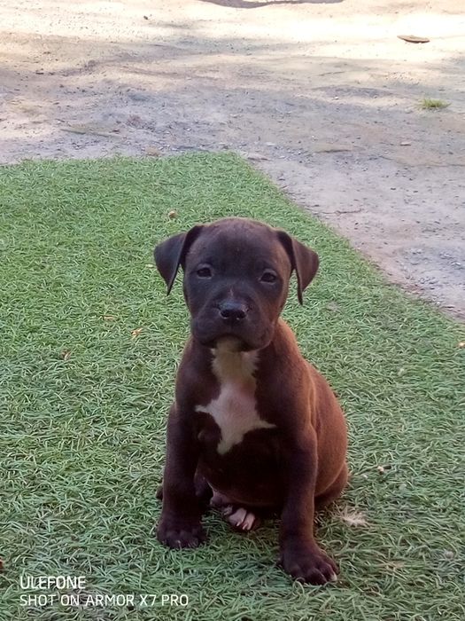 Цуценята пітбуля та амстафа