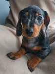 Teckel mini fêmea / Dachshund mini