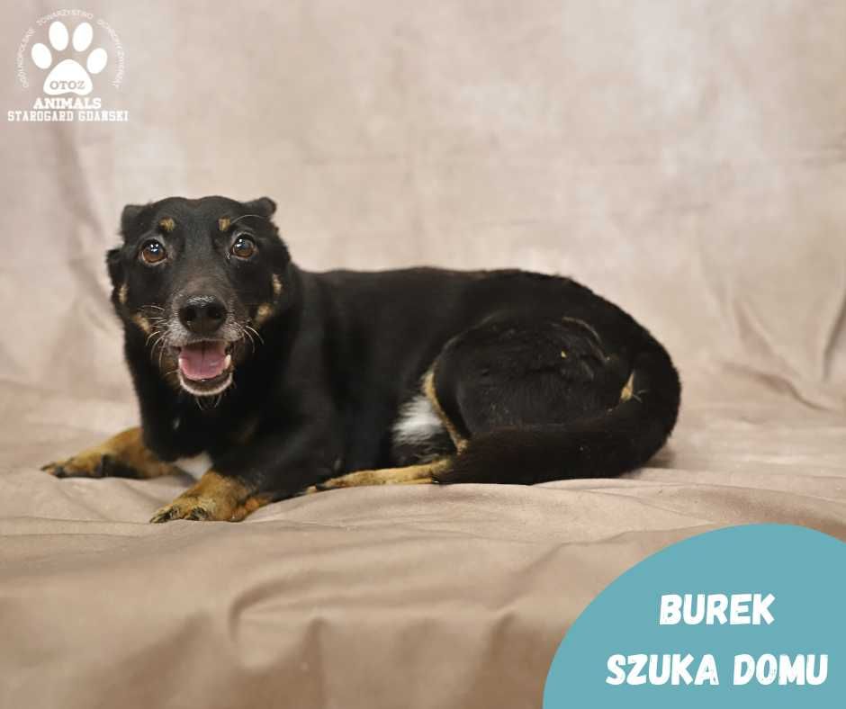 Mały Burek szuka domu