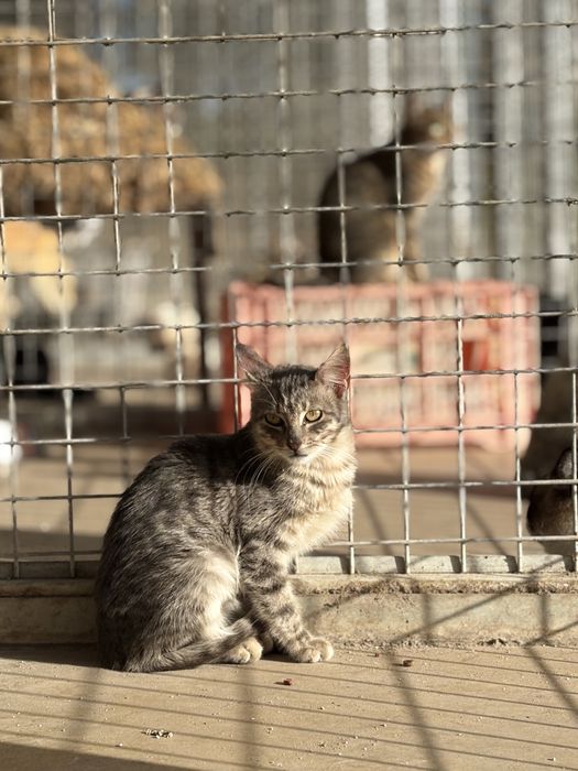 Gatinha tigrada azul para adoção